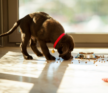 How often should your hotsell puppy eat